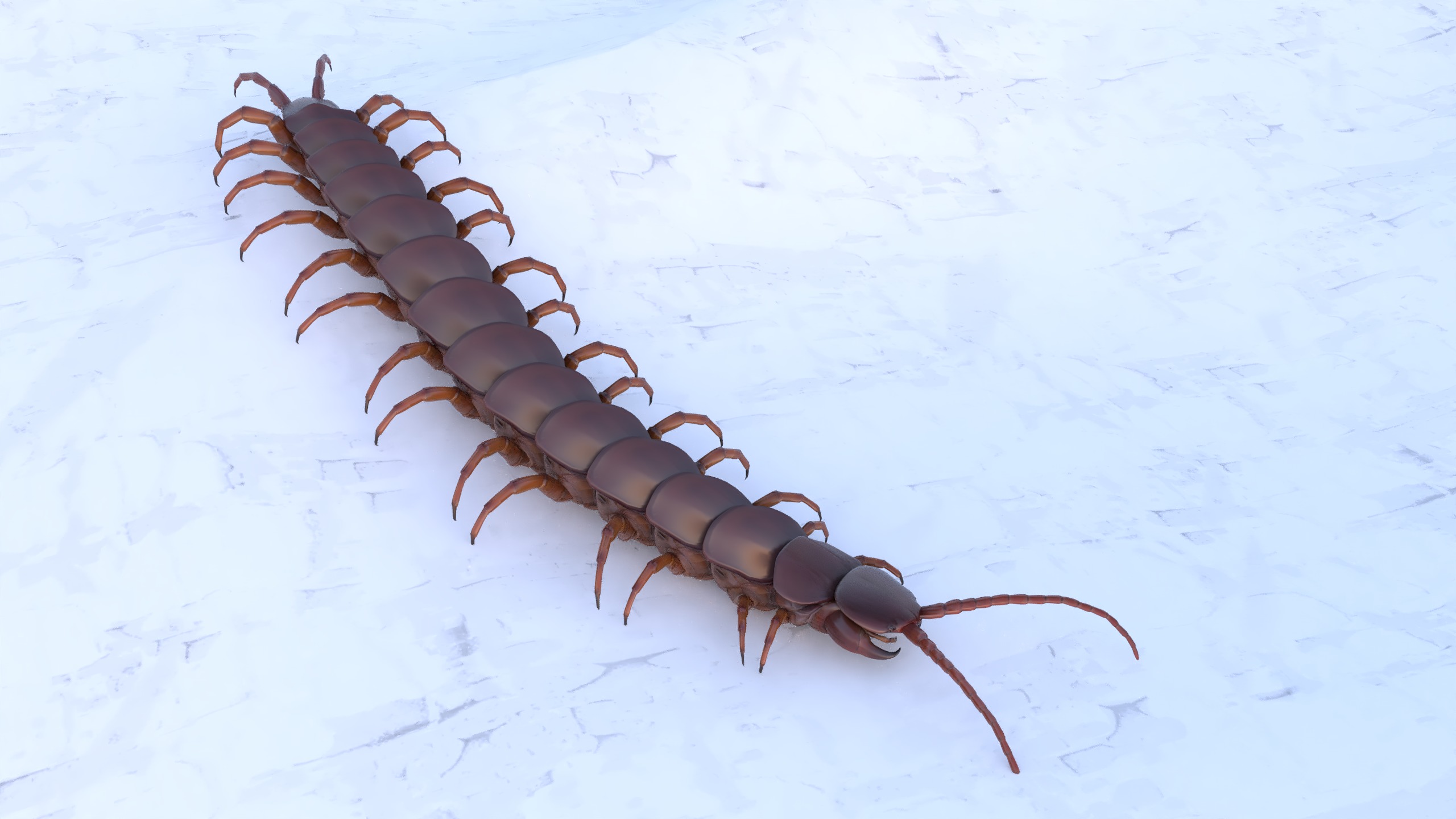 Centipede Rigged animated  Low-poly 3D model_25
