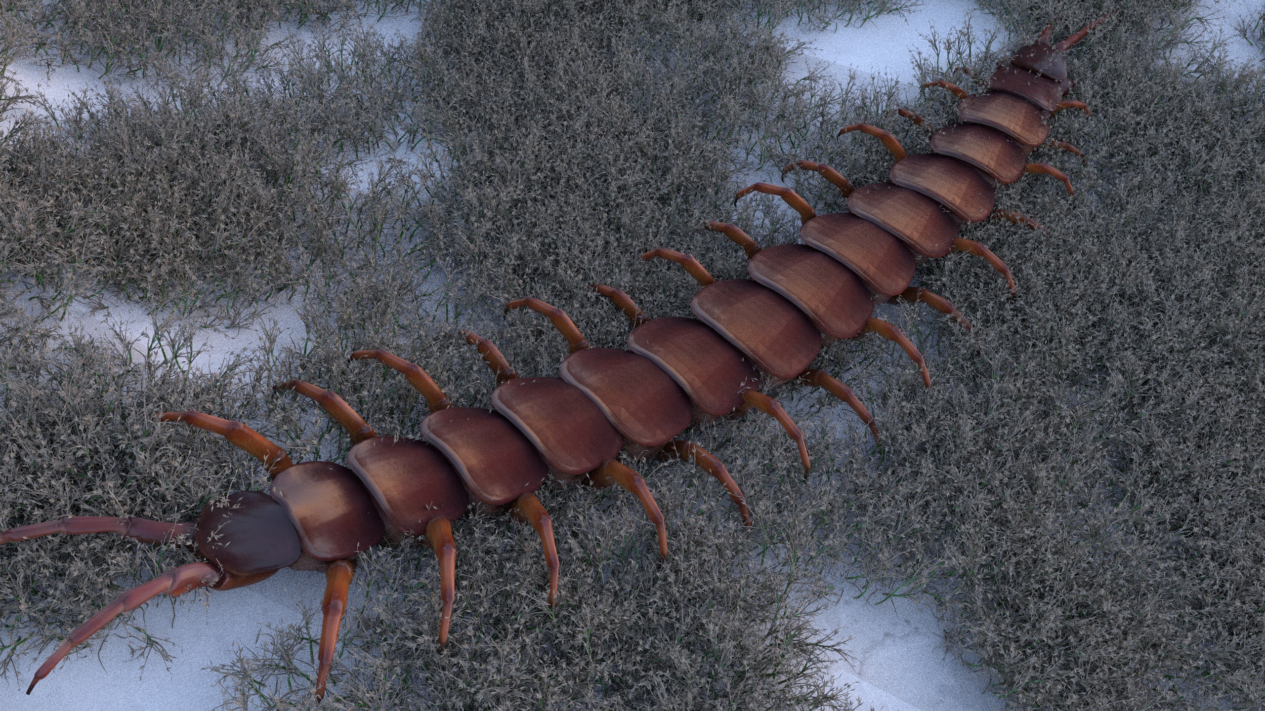 Centipede Rigged animated  Low-poly 3D model_19