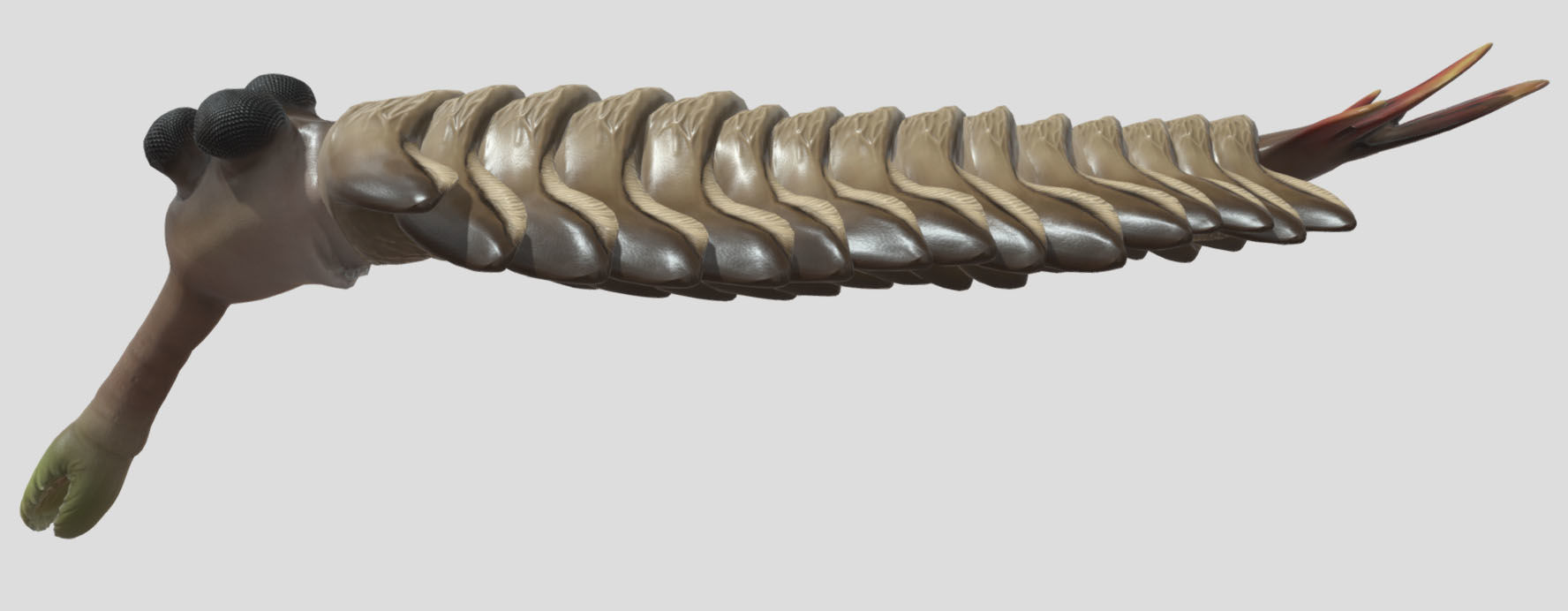 Opabinia Low-poly 3D model_5