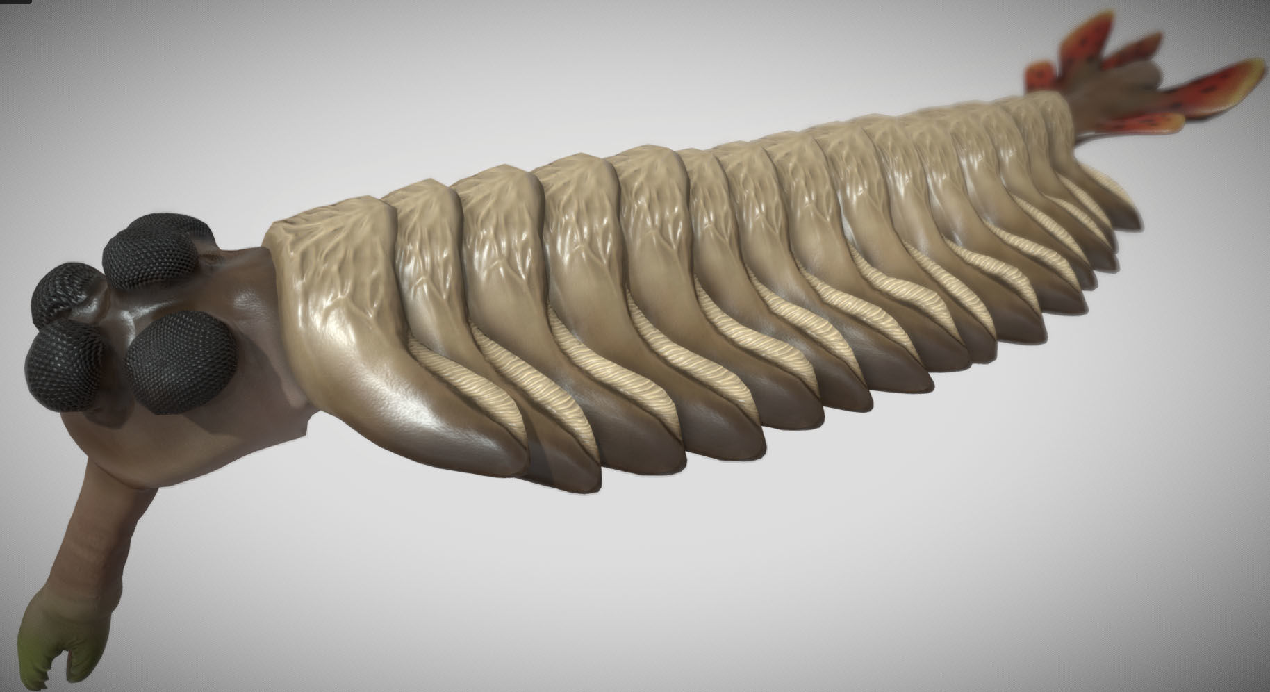Opabinia Low-poly 3D model_3