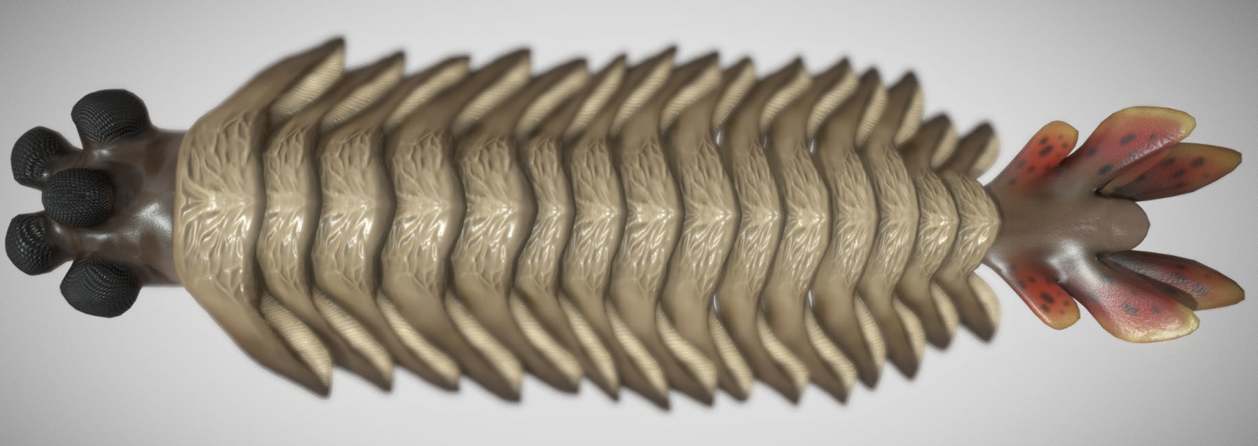 Opabinia Low-poly 3D model_6