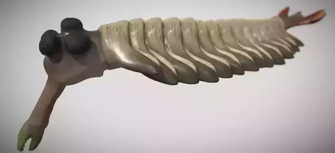Opabinia Low-poly 3D model