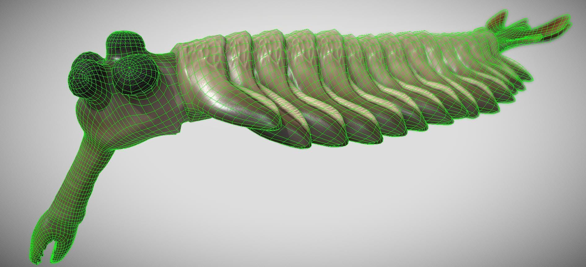 Opabinia Low-poly 3D model_1