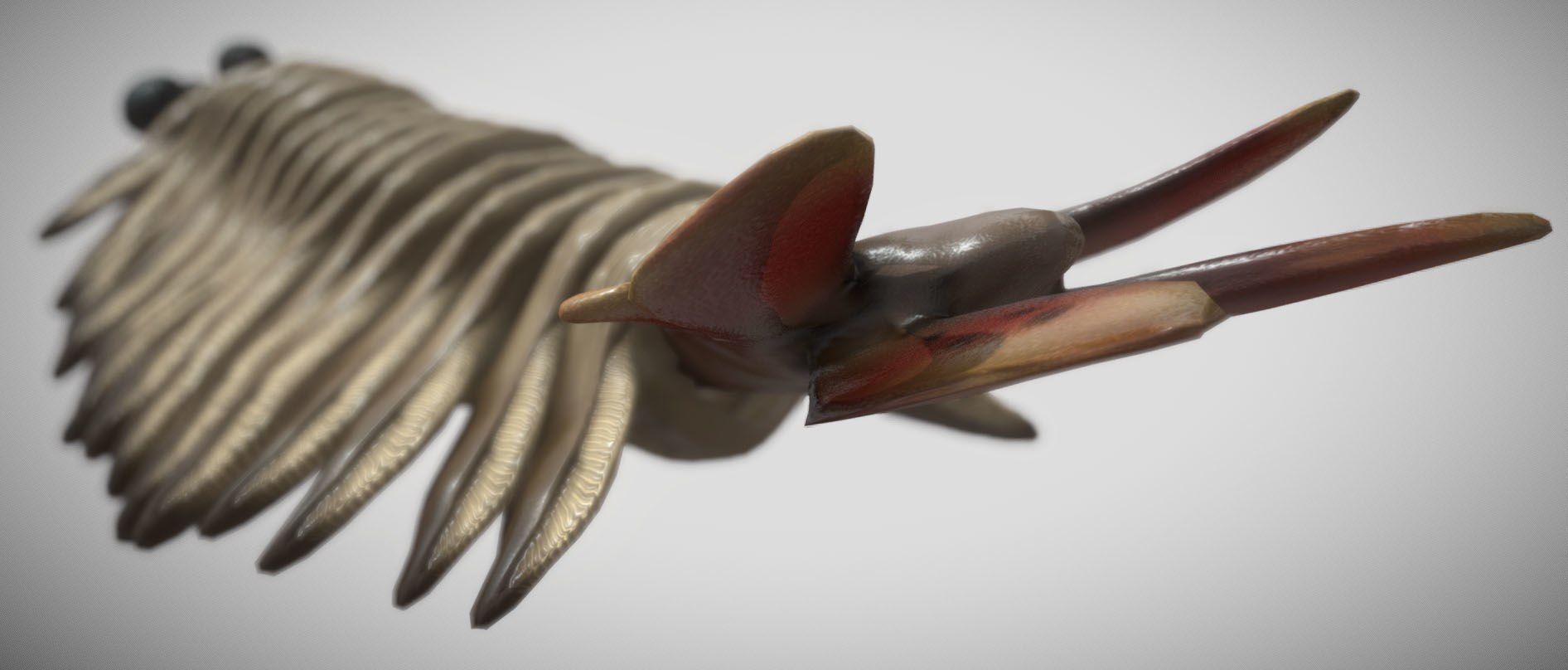 Opabinia Low-poly 3D model_2