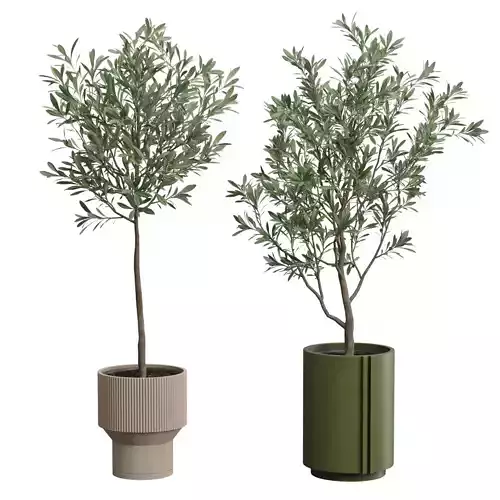 Olea Europaea - Olive Tree Pack 3D model