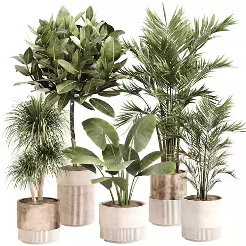 Indoor Plant Set 0107