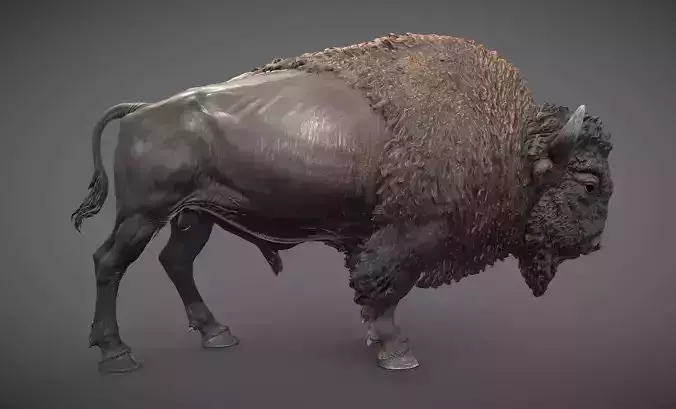 Bison - 3D Sculpting - High Poly 3D print model