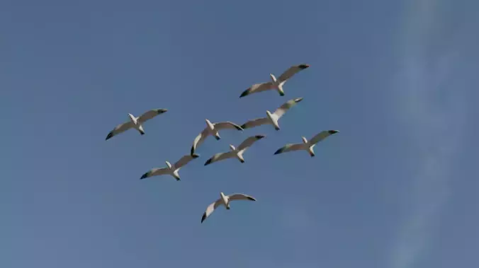 Background Birds Seagull Flock Animation V5 Low-poly 3D model