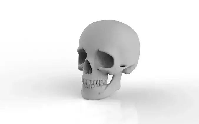 Skull Zbrush Sculpt 3D print model 