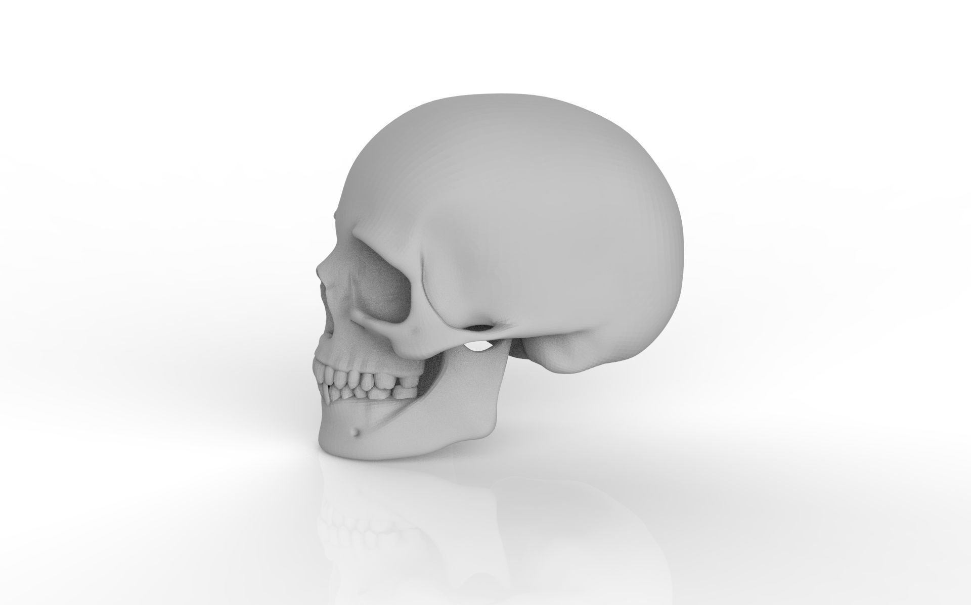 Skull Zbrush Sculpt 3D print model  3D print model_2