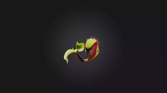 Venus Flytrap 3D model Venus Flytrap 3D model