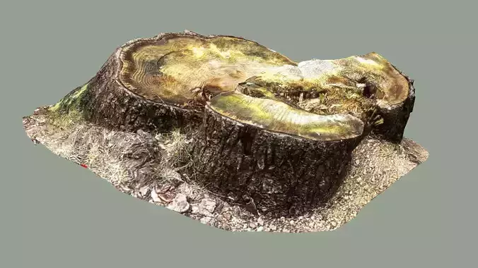 Sawed Stump Low-poly 3D Model 3D model