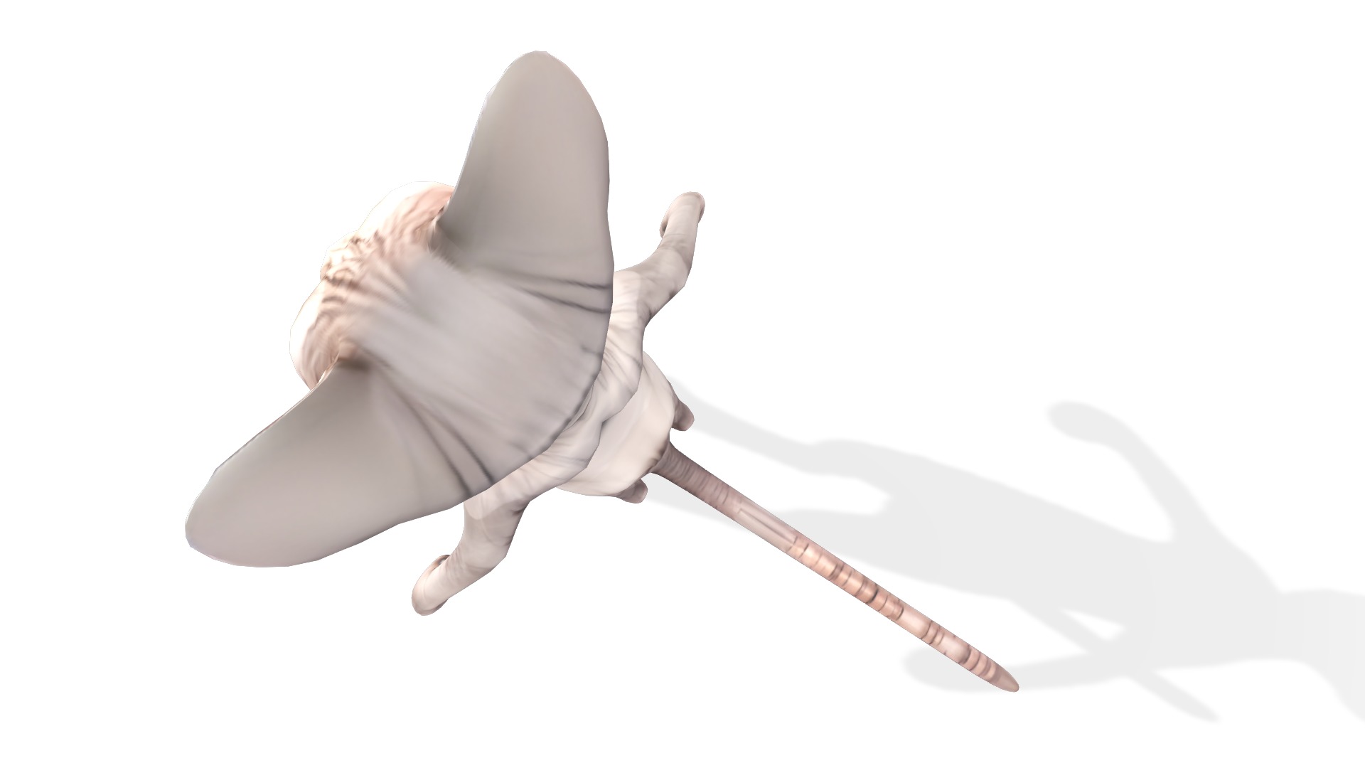 Zynx the Wrinkled Wanderer Low-poly 3D model_5