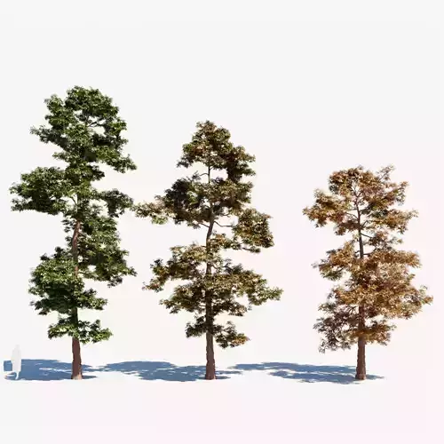 Metasequoia glyptostroboides b