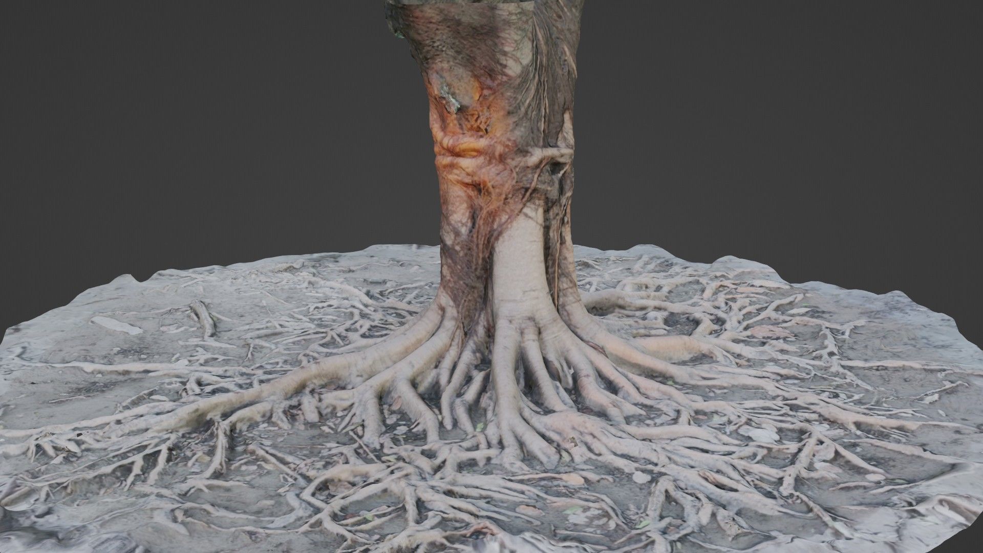 Scanned Tree Roots Low-poly 3D model_5