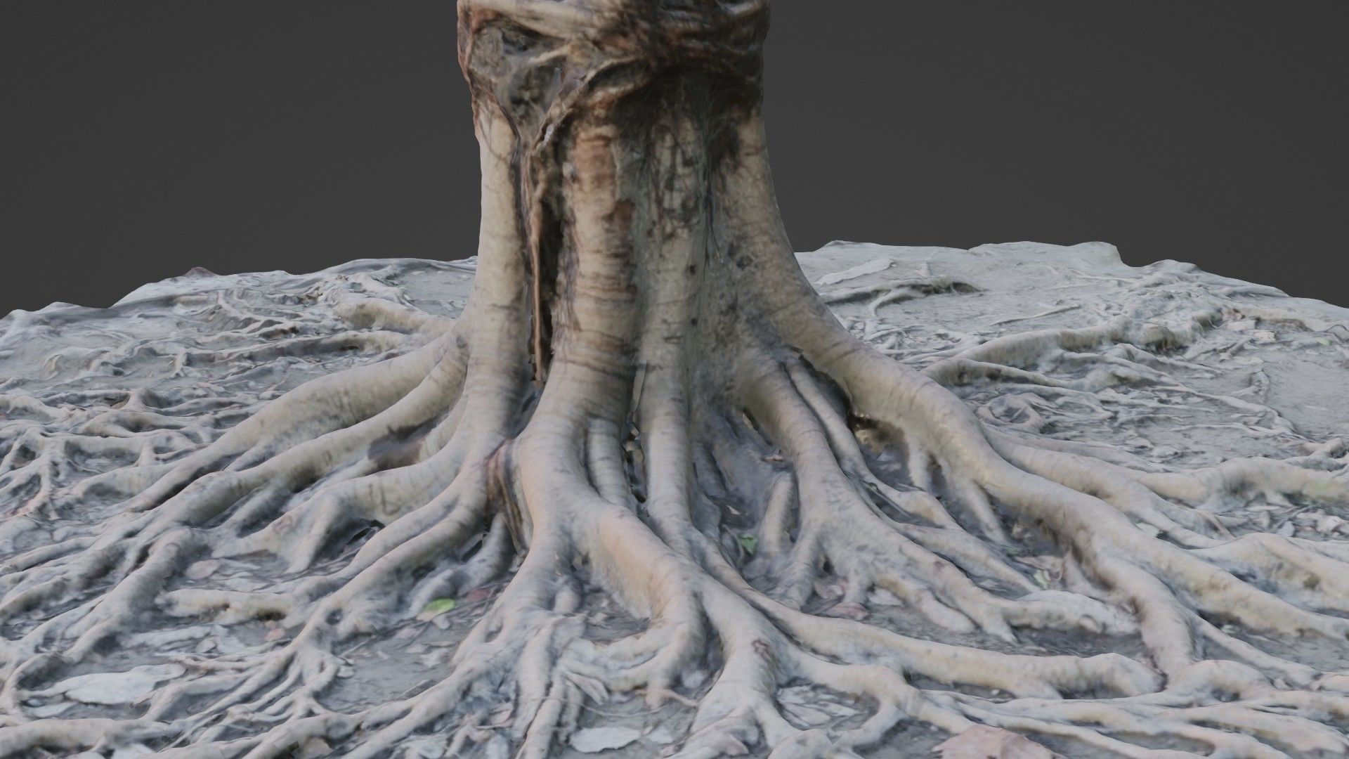 Scanned Tree Roots Low-poly 3D model_2