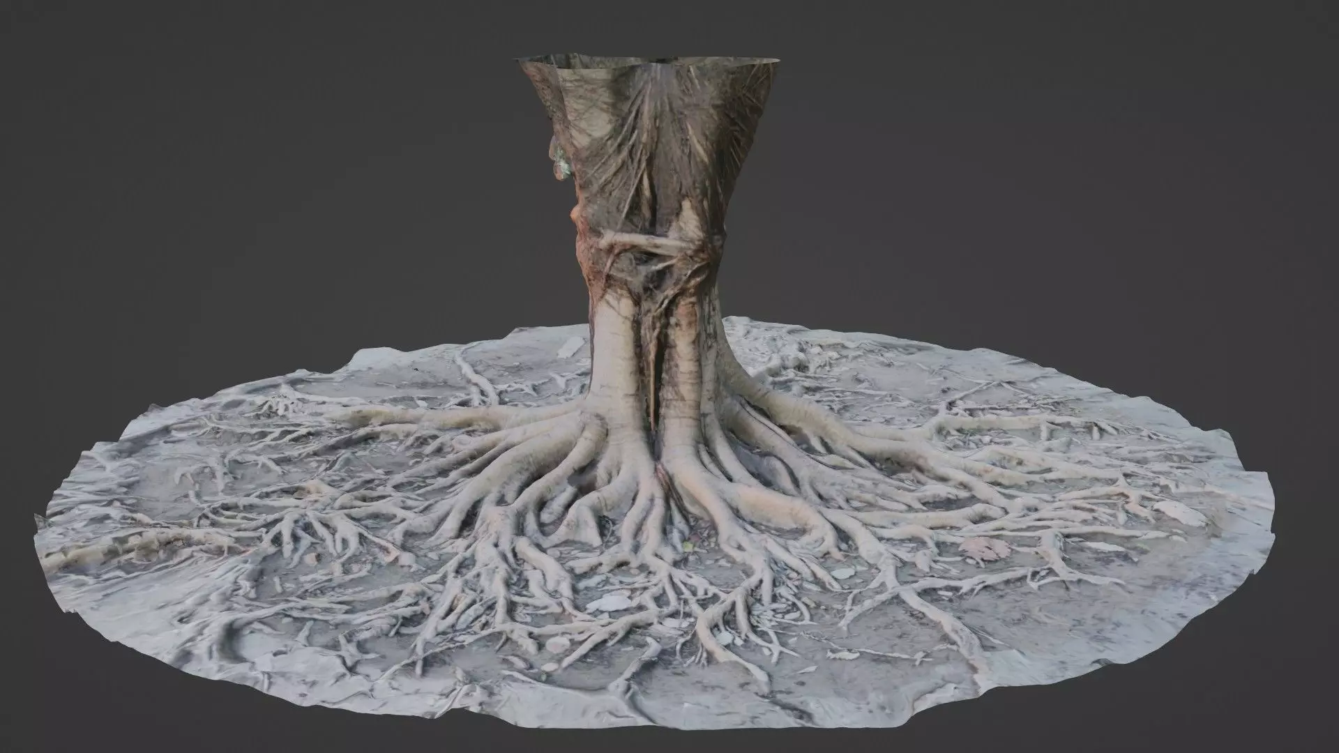 Scanned Tree Roots Low-poly 3D model_0