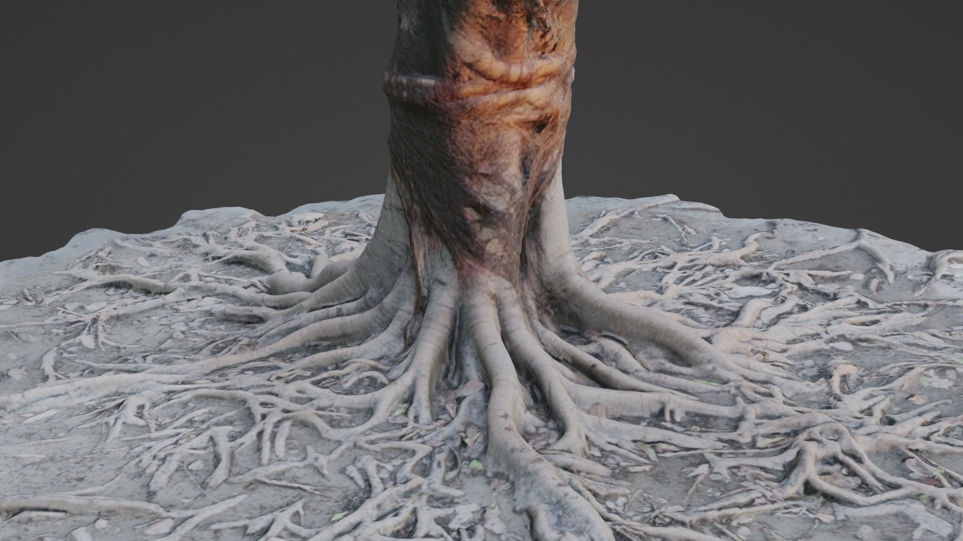 Scanned Tree Roots Low-poly 3D model_4