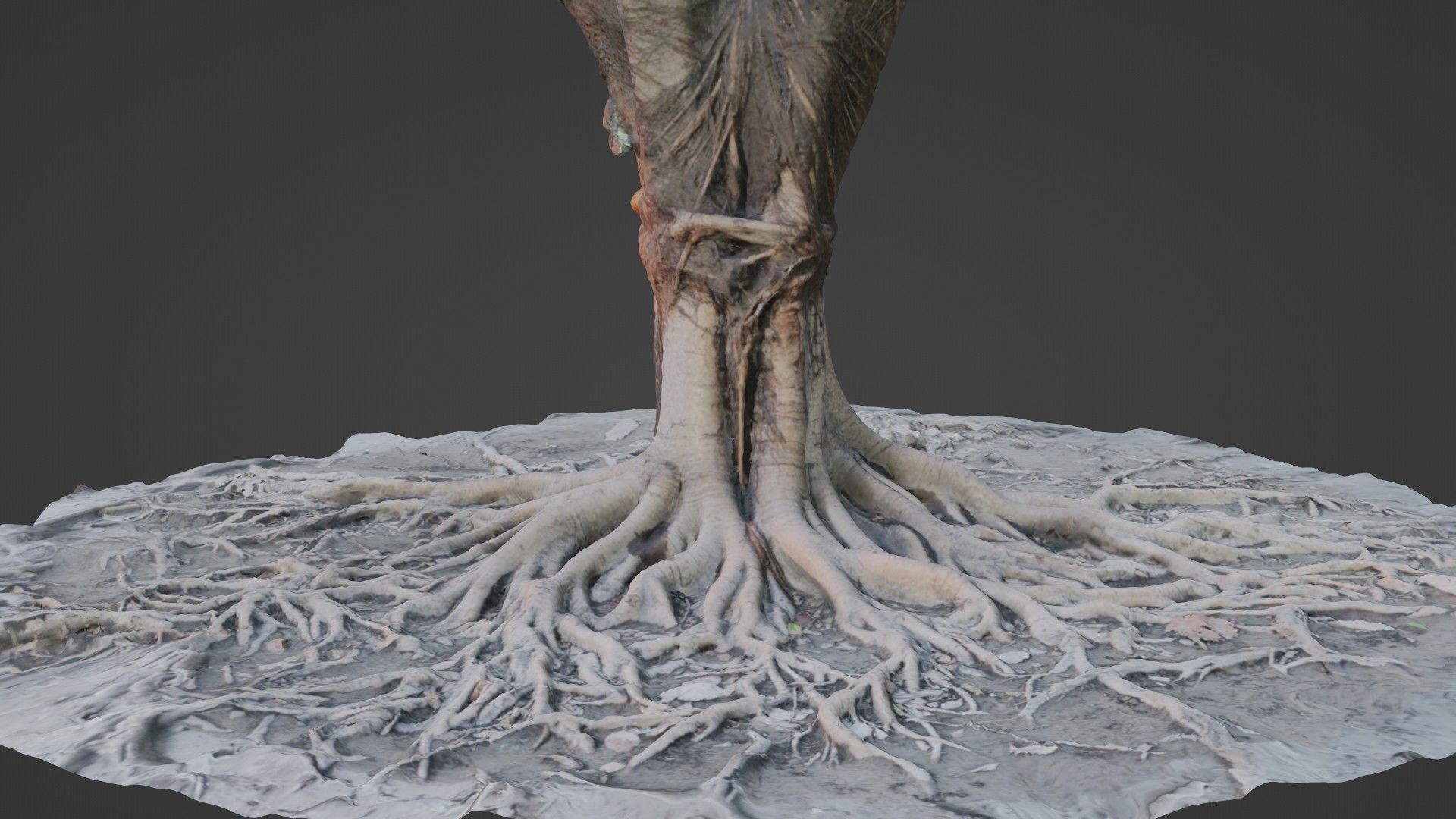 Scanned Tree Roots Low-poly 3D model_6