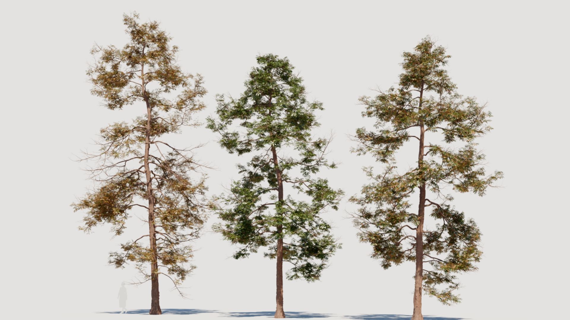 Metasequoia glyptostroboides c 3D model_4