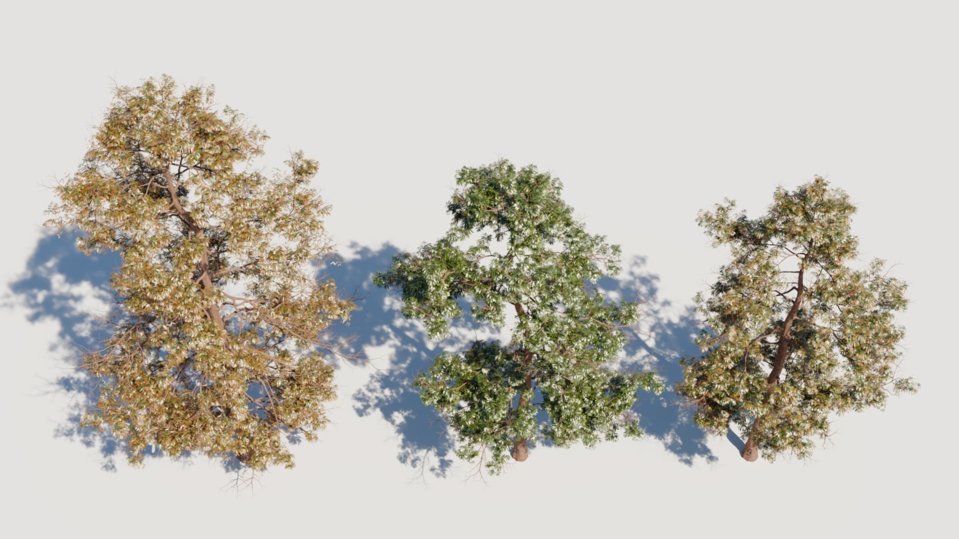 Metasequoia glyptostroboides c 3D model_5