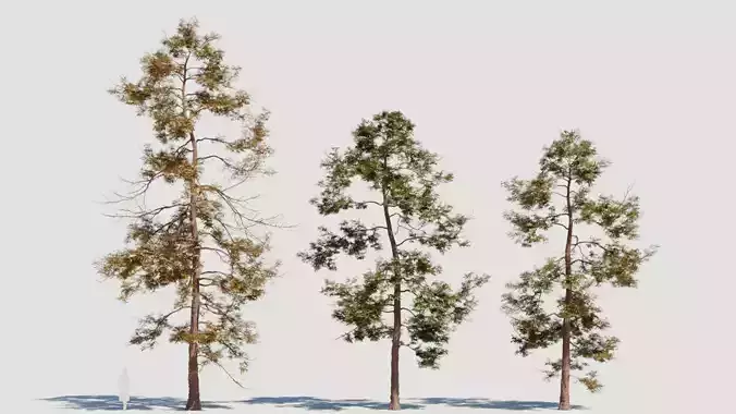 Metasequoia glyptostroboides c