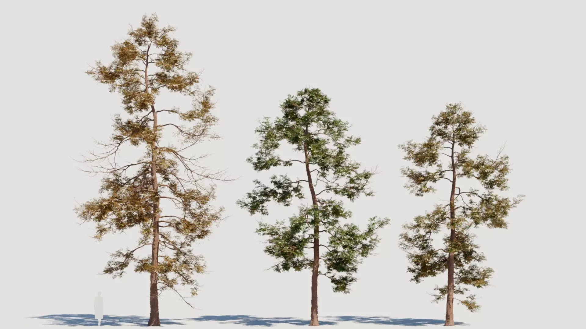 Metasequoia glyptostroboides c 3D model_0