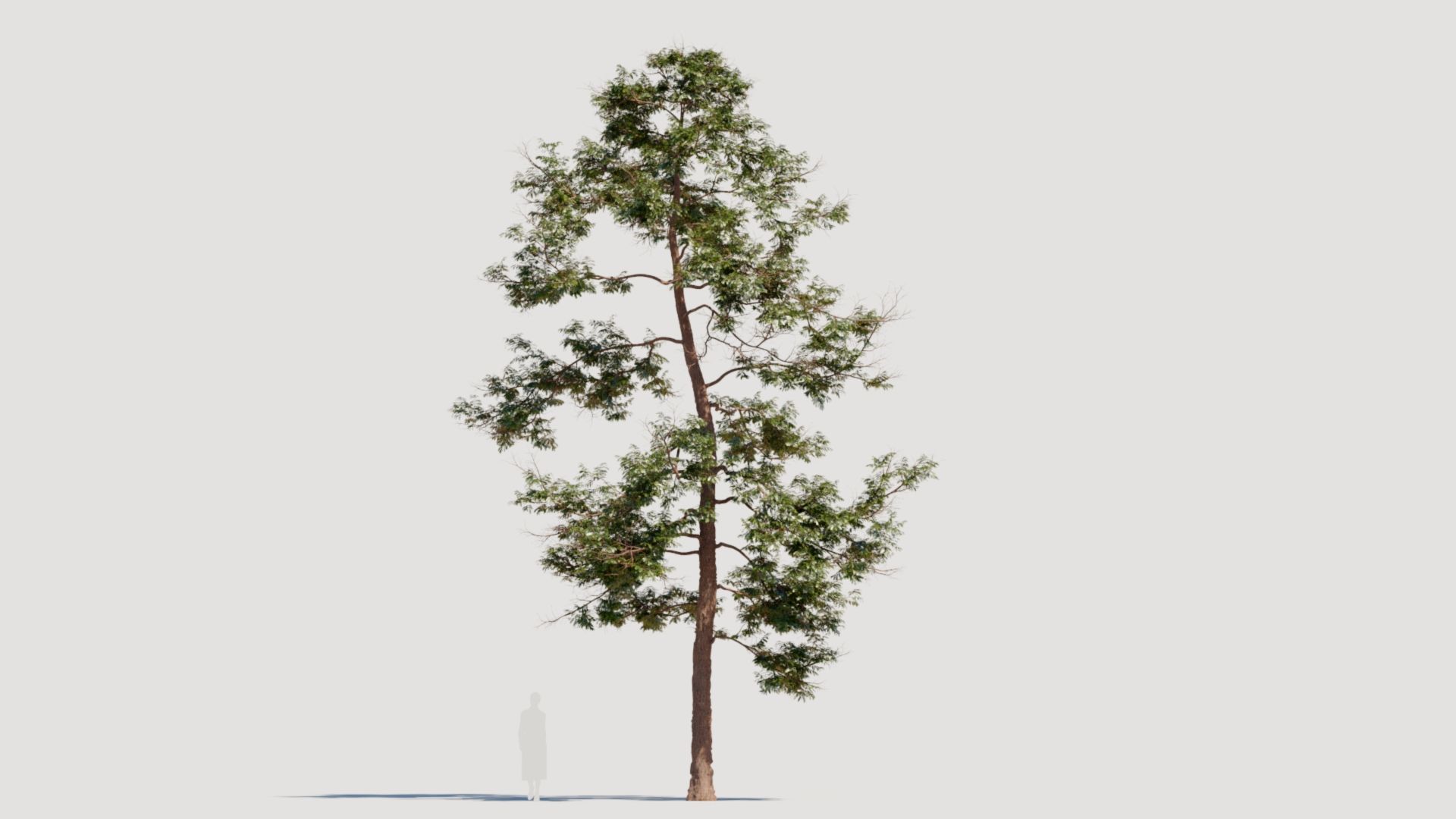 Metasequoia glyptostroboides c 3D model_9