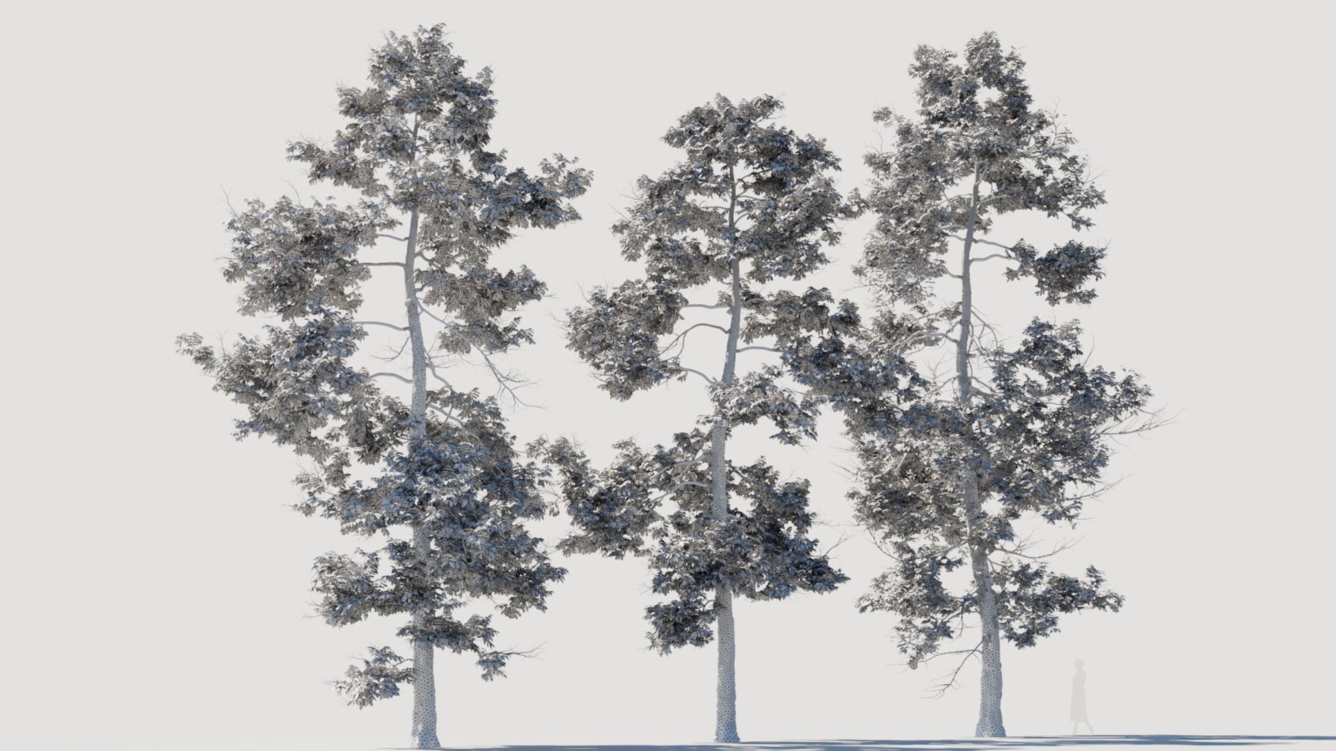 Metasequoia glyptostroboides c 3D model_3