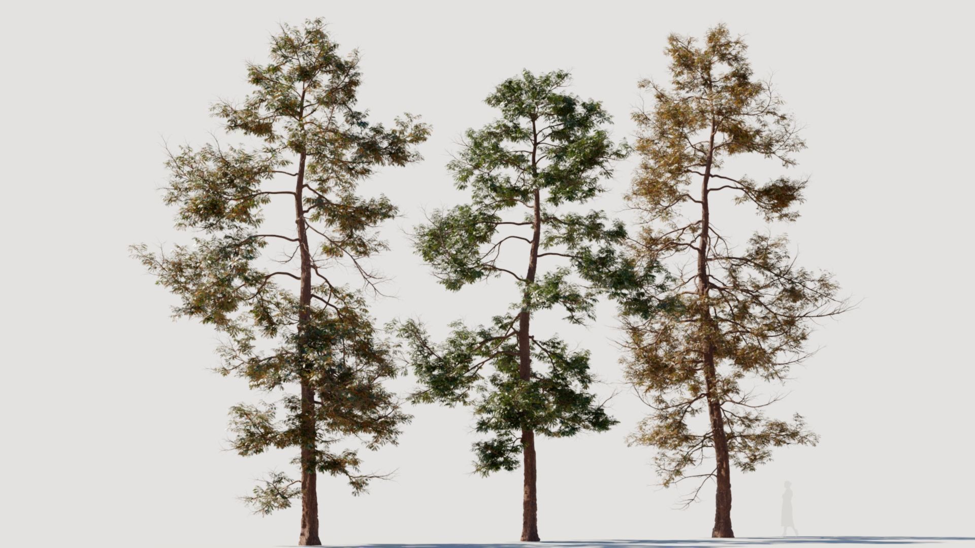 Metasequoia glyptostroboides c 3D model_7