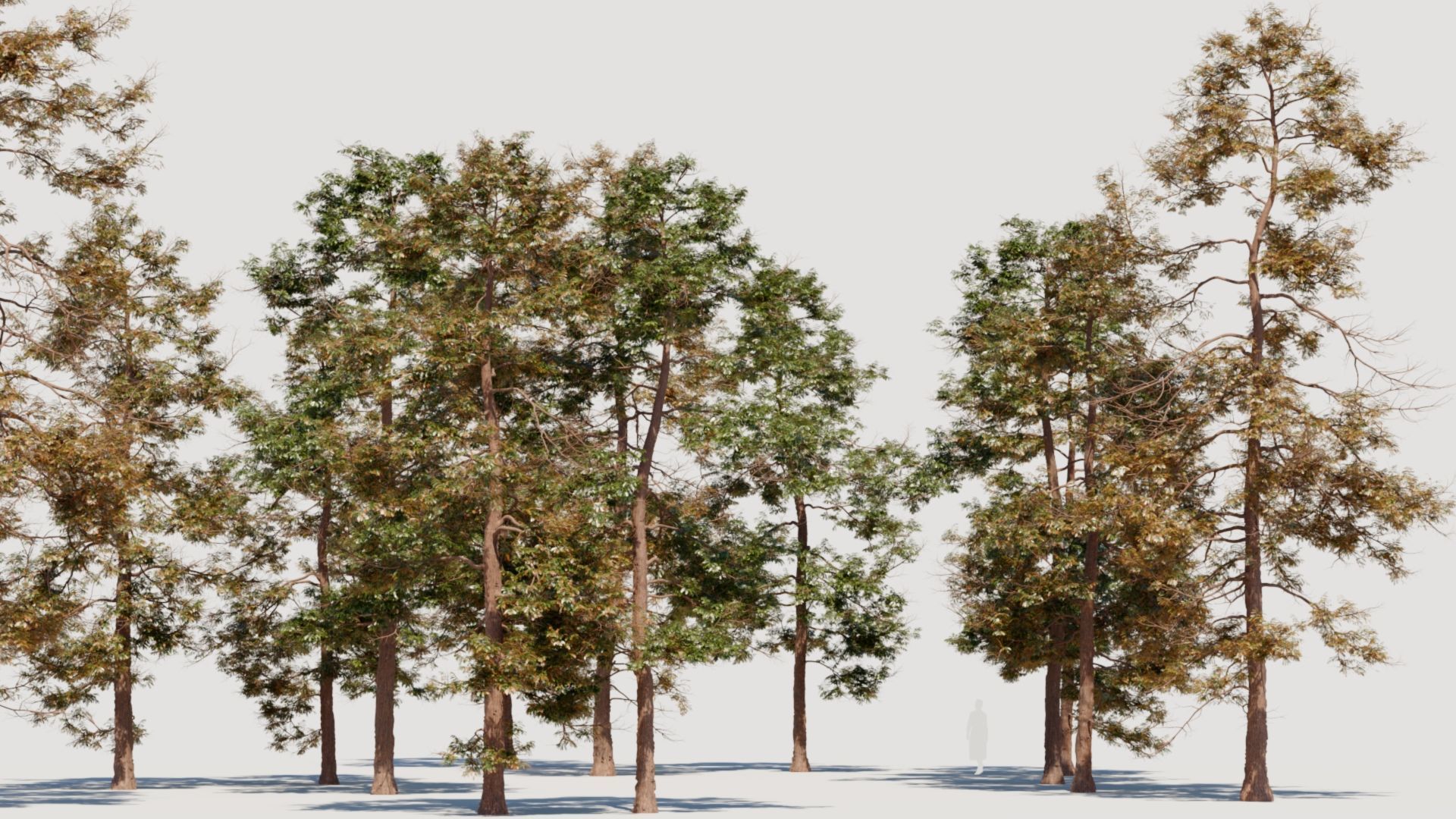 Metasequoia glyptostroboides c 3D model_1