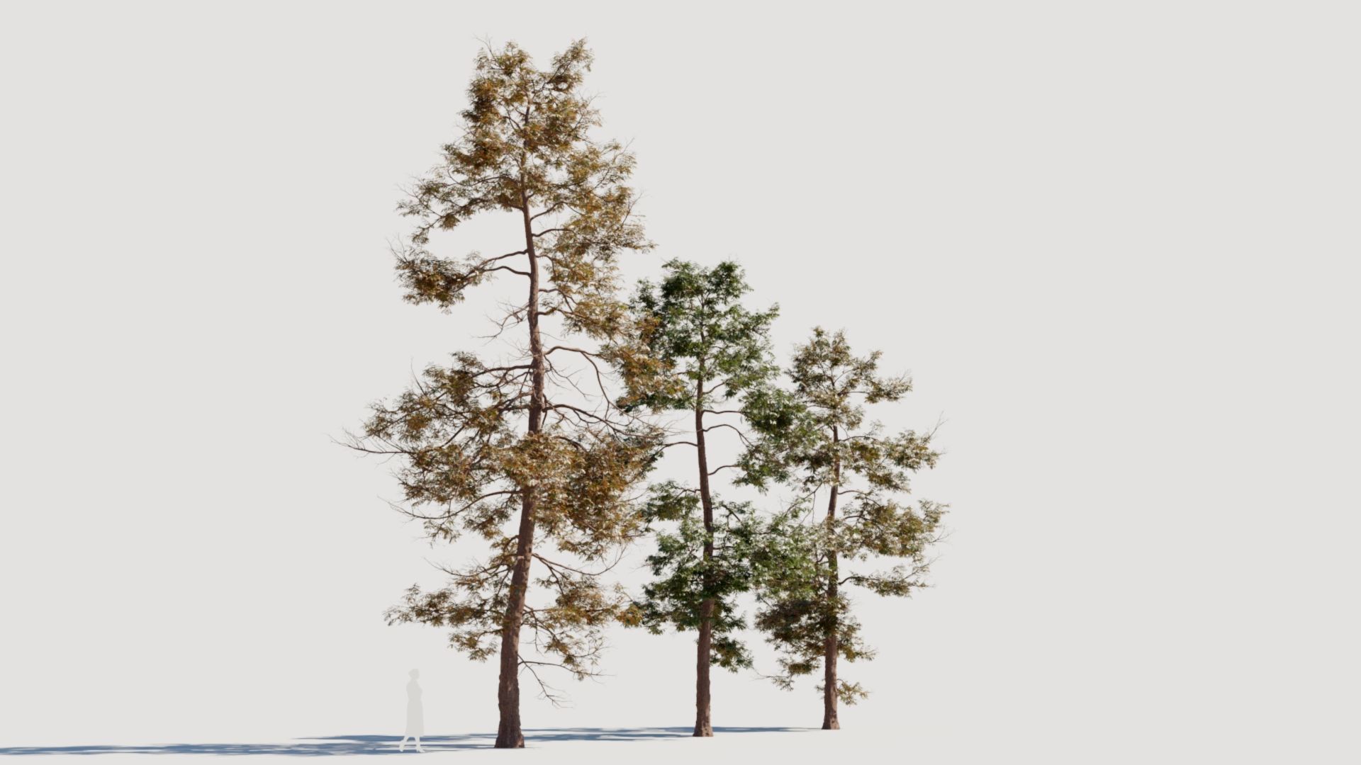 Metasequoia glyptostroboides c 3D model_6