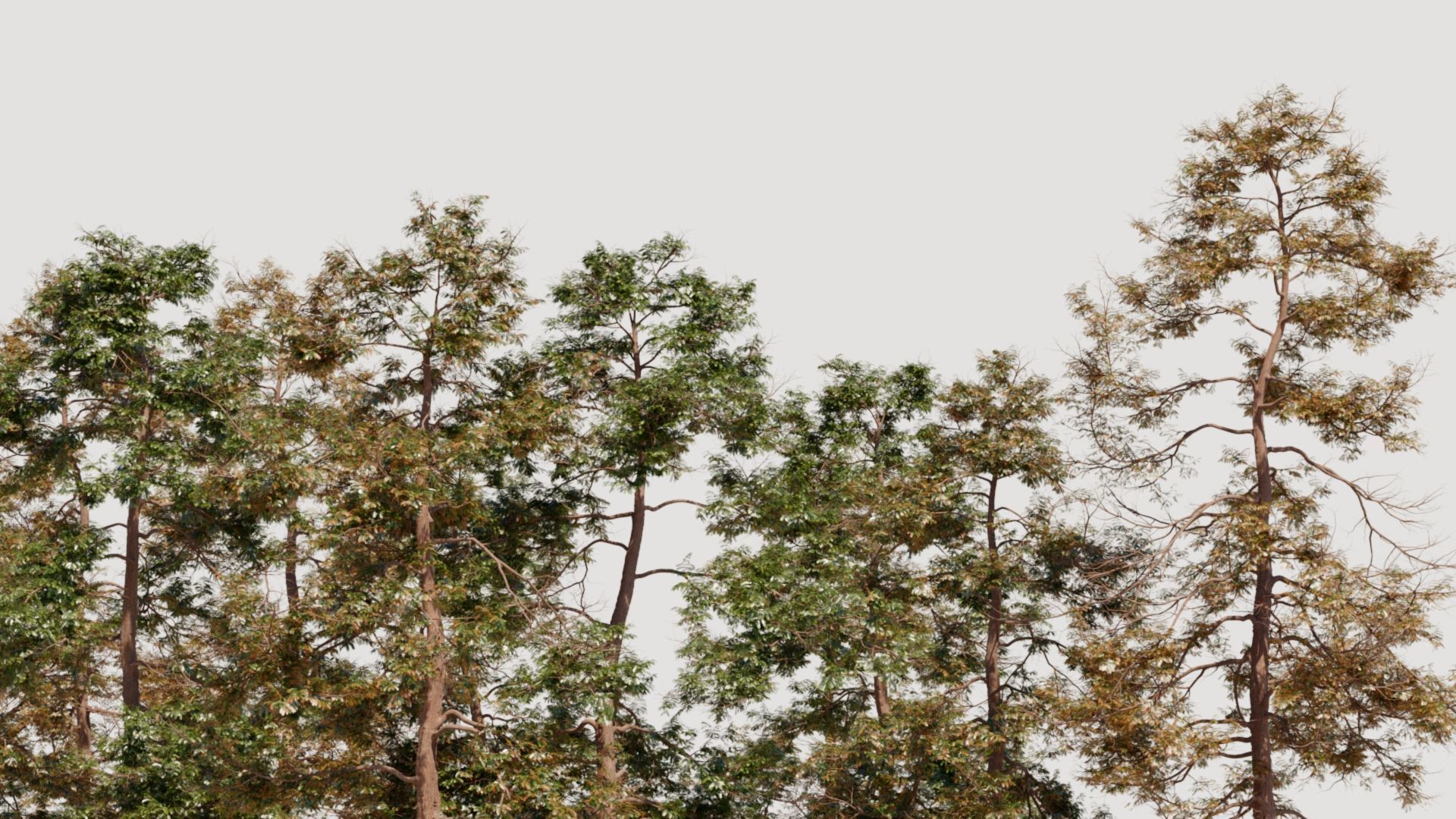 Metasequoia glyptostroboides c 3D model_2