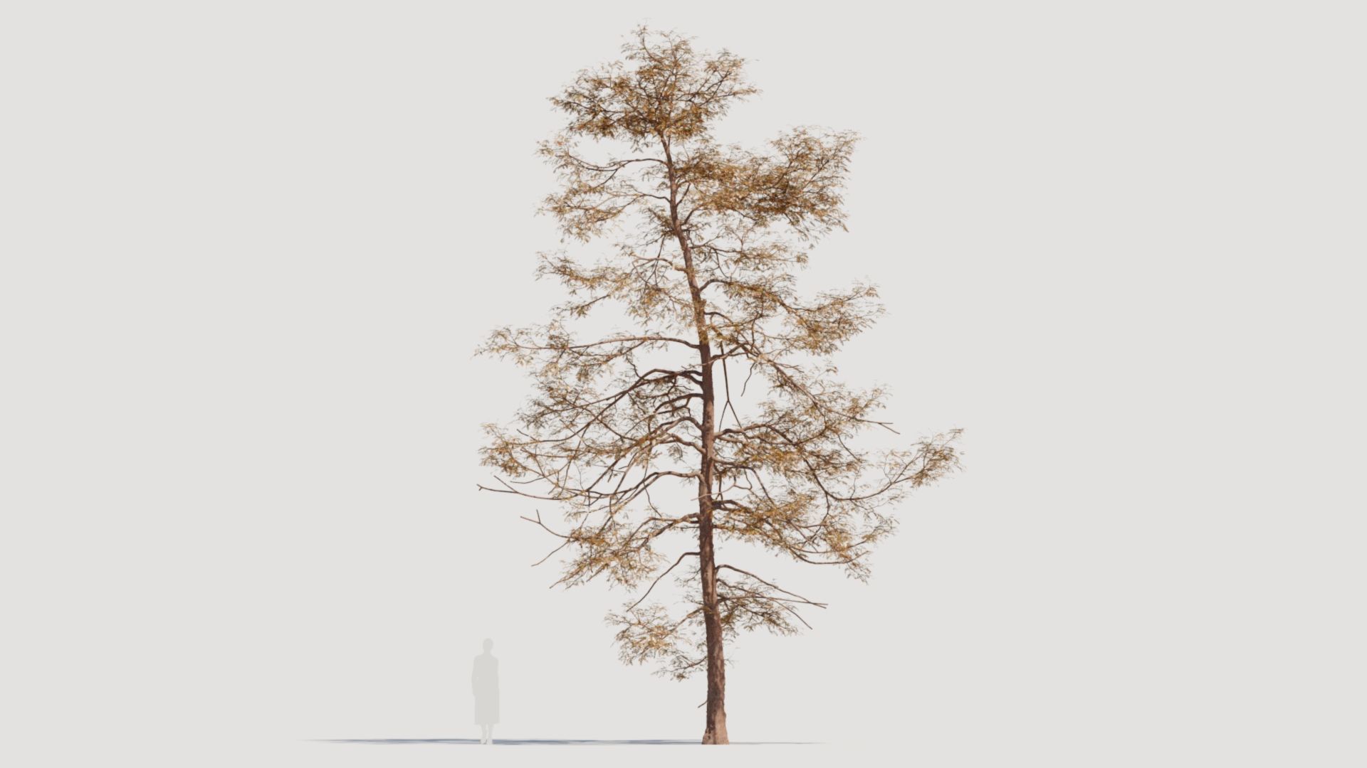 Metasequoia glyptostroboides d 3D model_9