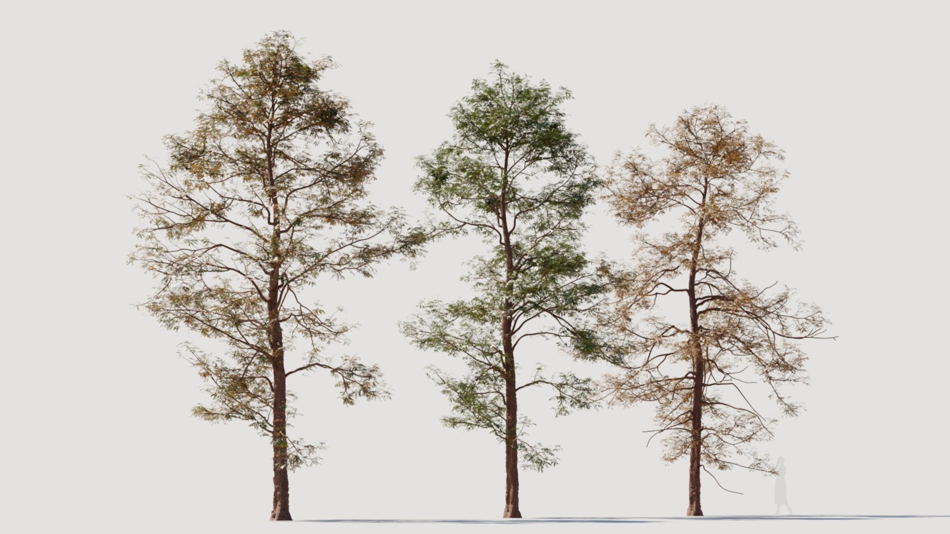 Metasequoia glyptostroboides d 3D model_8