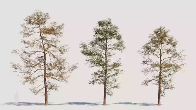 Metasequoia glyptostroboides d