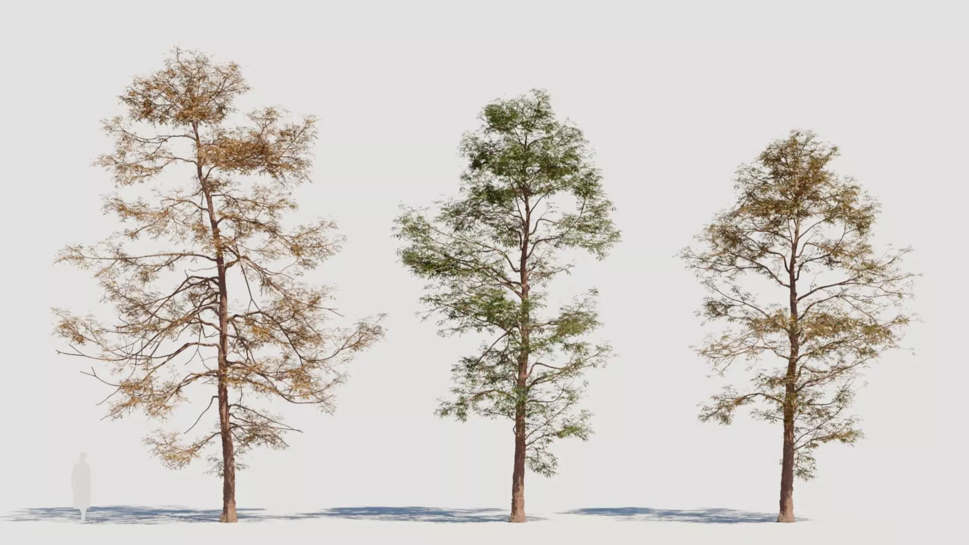 Metasequoia glyptostroboides d 3D model_0