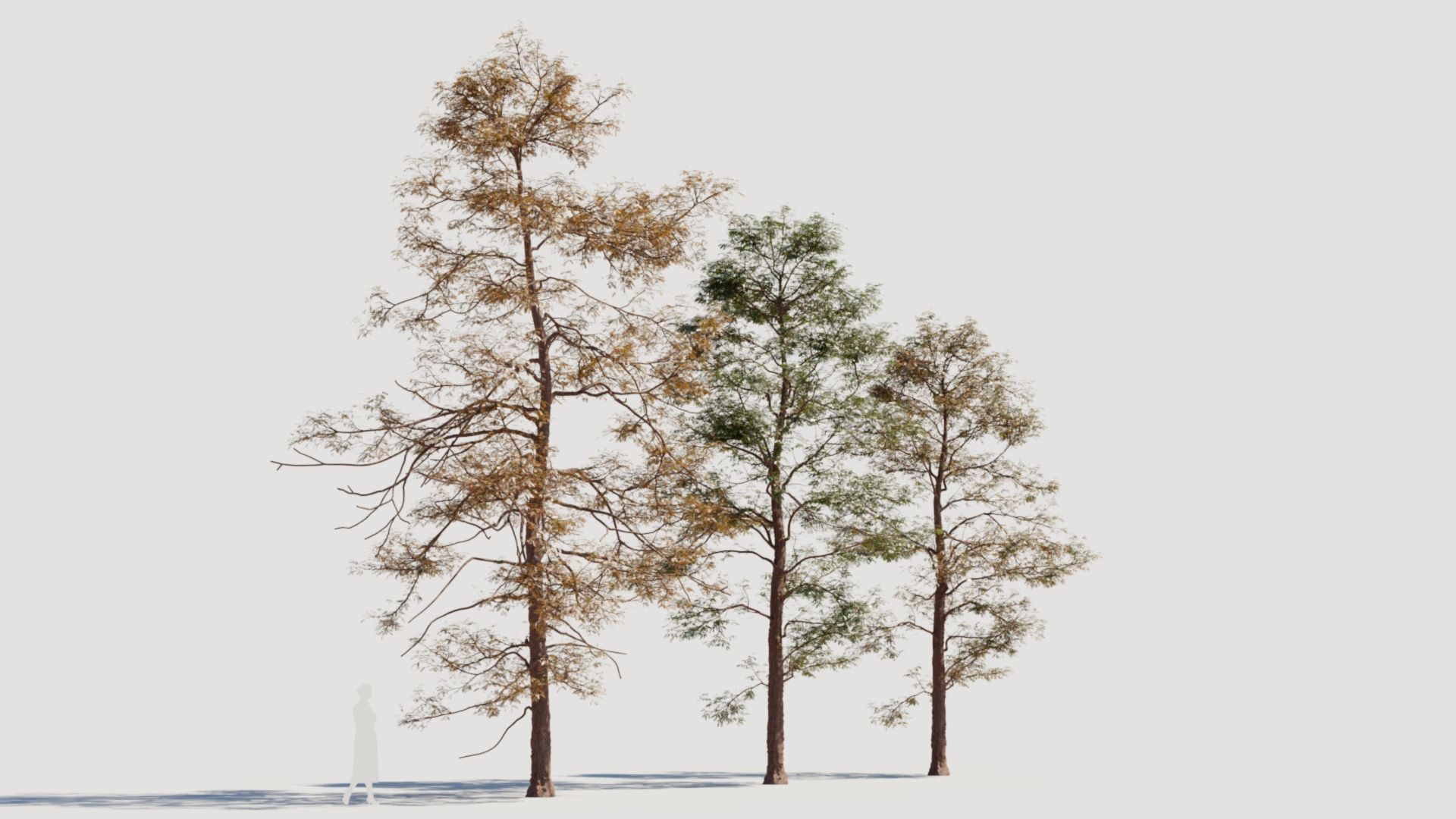 Metasequoia glyptostroboides d 3D model_7