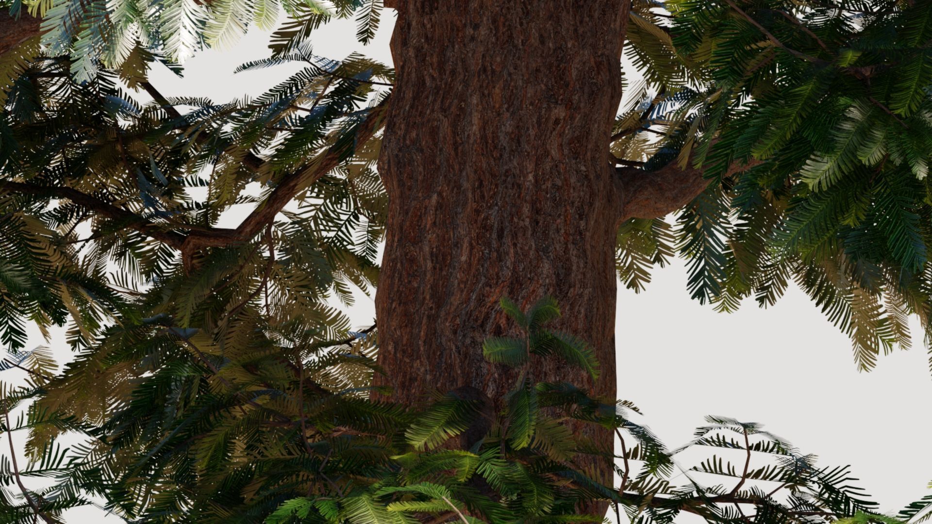 Metasequoia glyptostroboides d 3D model_3