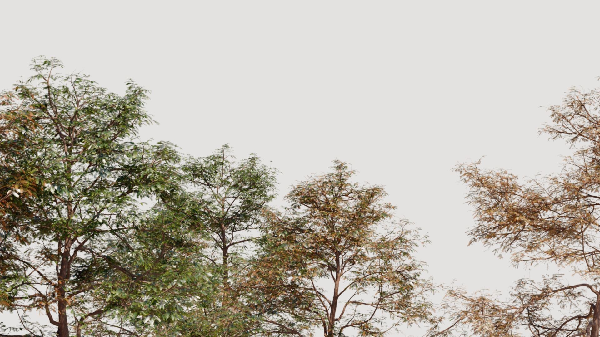 Metasequoia glyptostroboides d 3D model_2