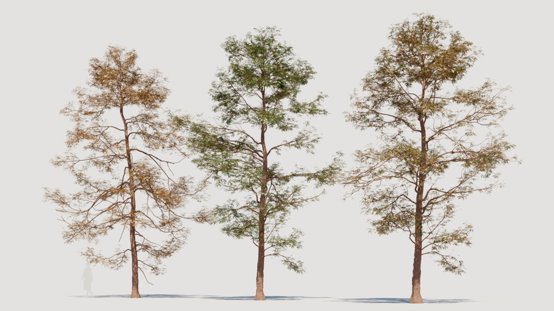 Metasequoia glyptostroboides d 3D model_5