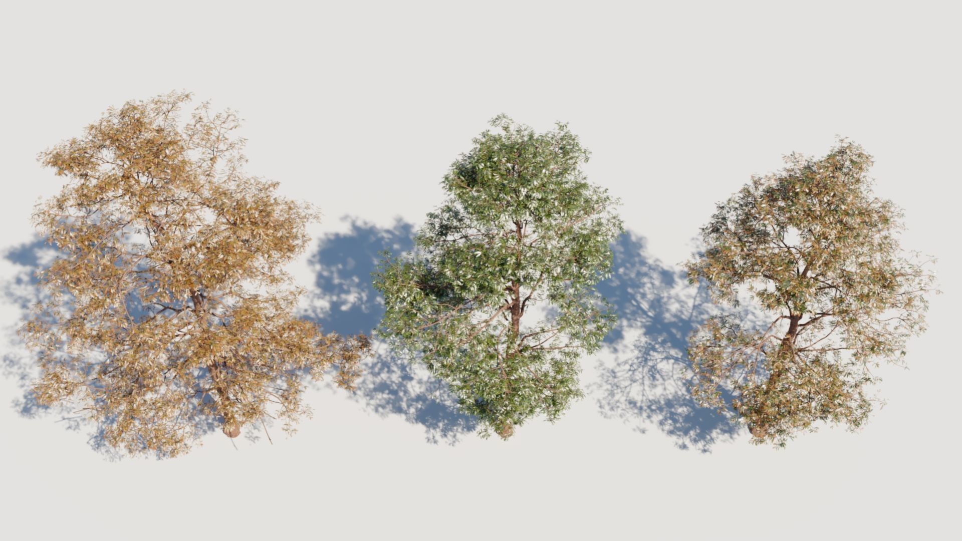 Metasequoia glyptostroboides d 3D model_6