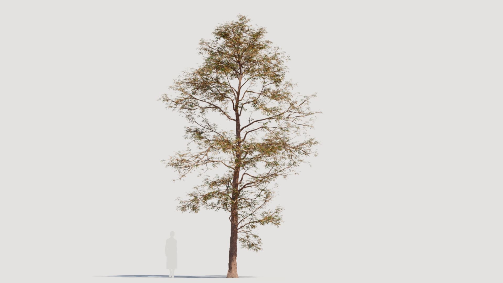 Metasequoia glyptostroboides d 3D model_11