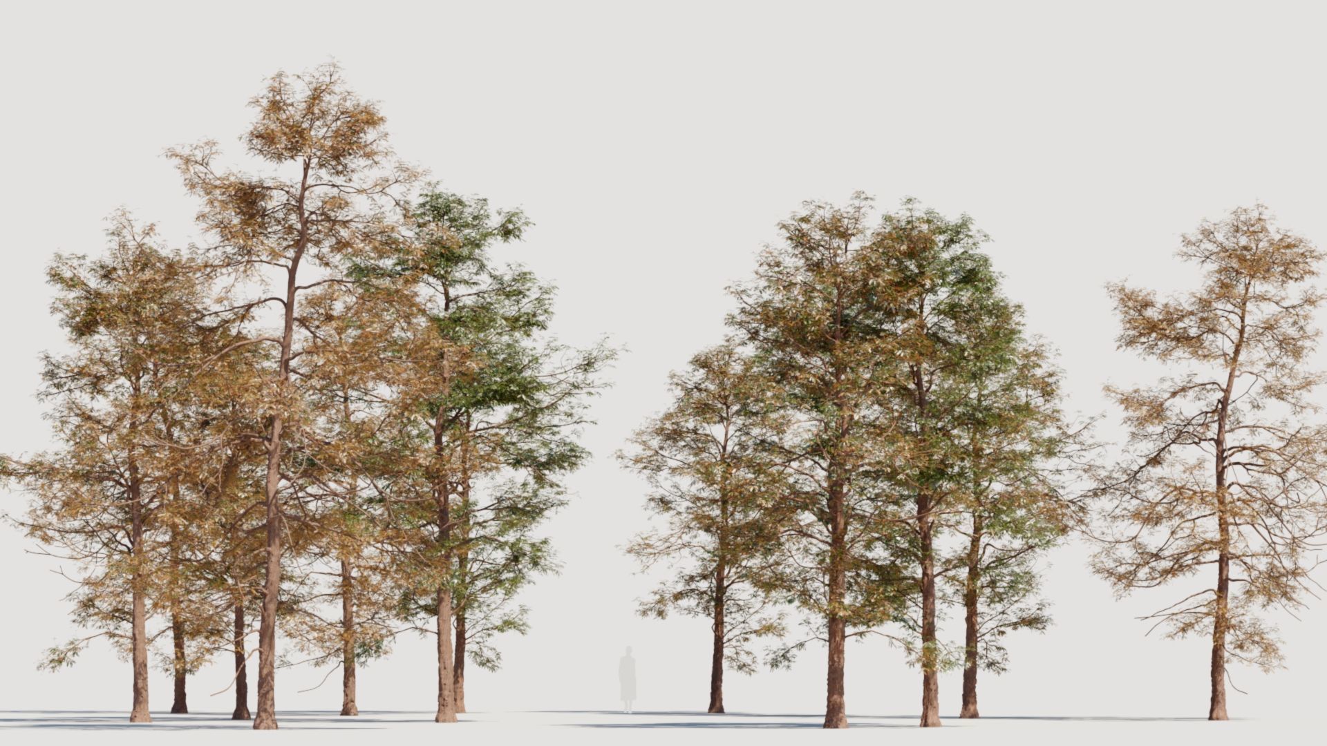 Metasequoia glyptostroboides d 3D model_1