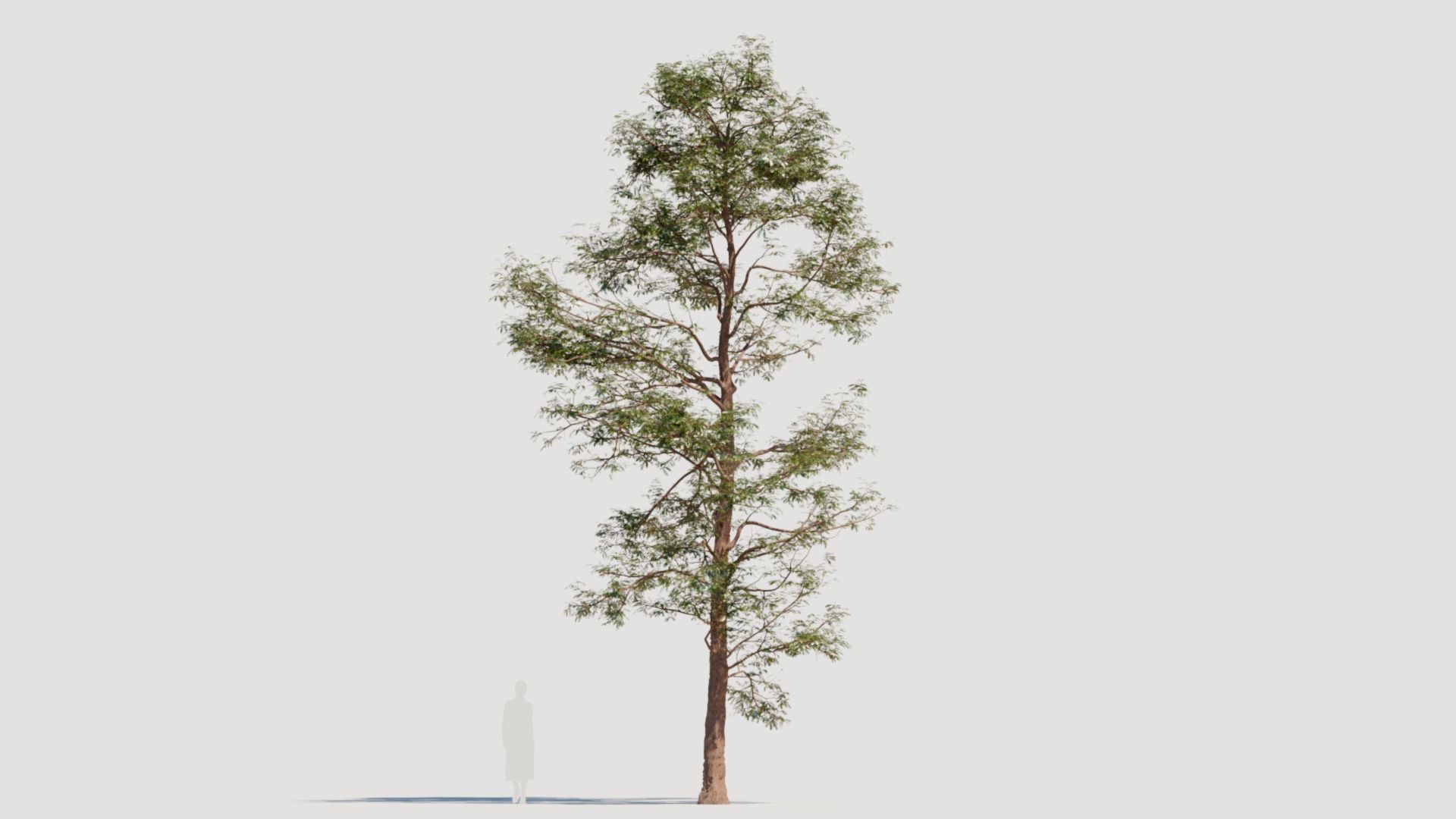 Metasequoia glyptostroboides d 3D model_10