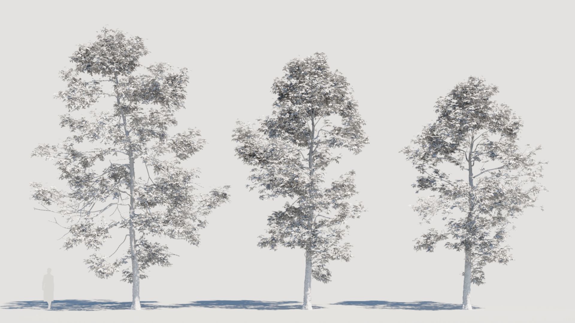 Metasequoia glyptostroboides d 3D model_4