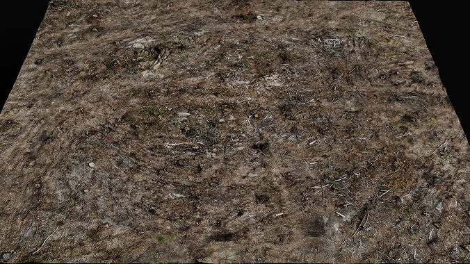 forest ground cutted trees wood debris photogrammetry  Low-poly 3D model