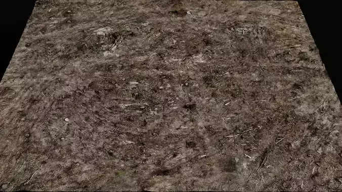 forest ground cutted trees wood debris photogrammetry  Low-poly 3D model