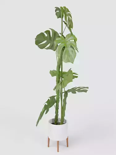 Faux Monstera Plant and Mid-Century Turned Wood Leg Planter 3D model