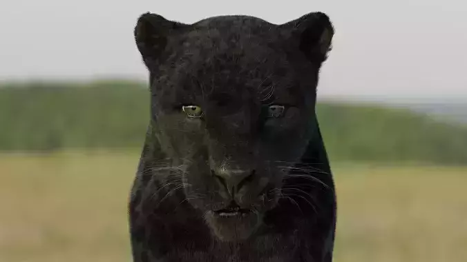 Panther 3D Blender I Animated